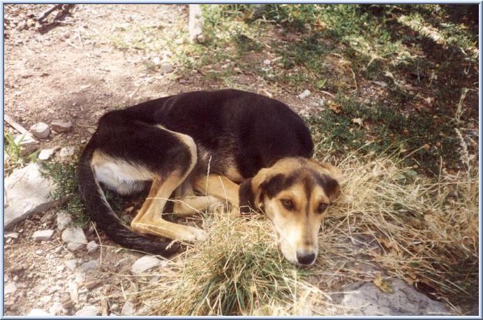 Povero cagnolino, fa pena sola a guardarlo