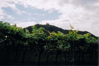 Il castello visto dai vigneti della sottostante valle dell'adige